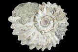Bumpy Ammonite (Douvilleiceras) Fossil - Madagascar #103053-1